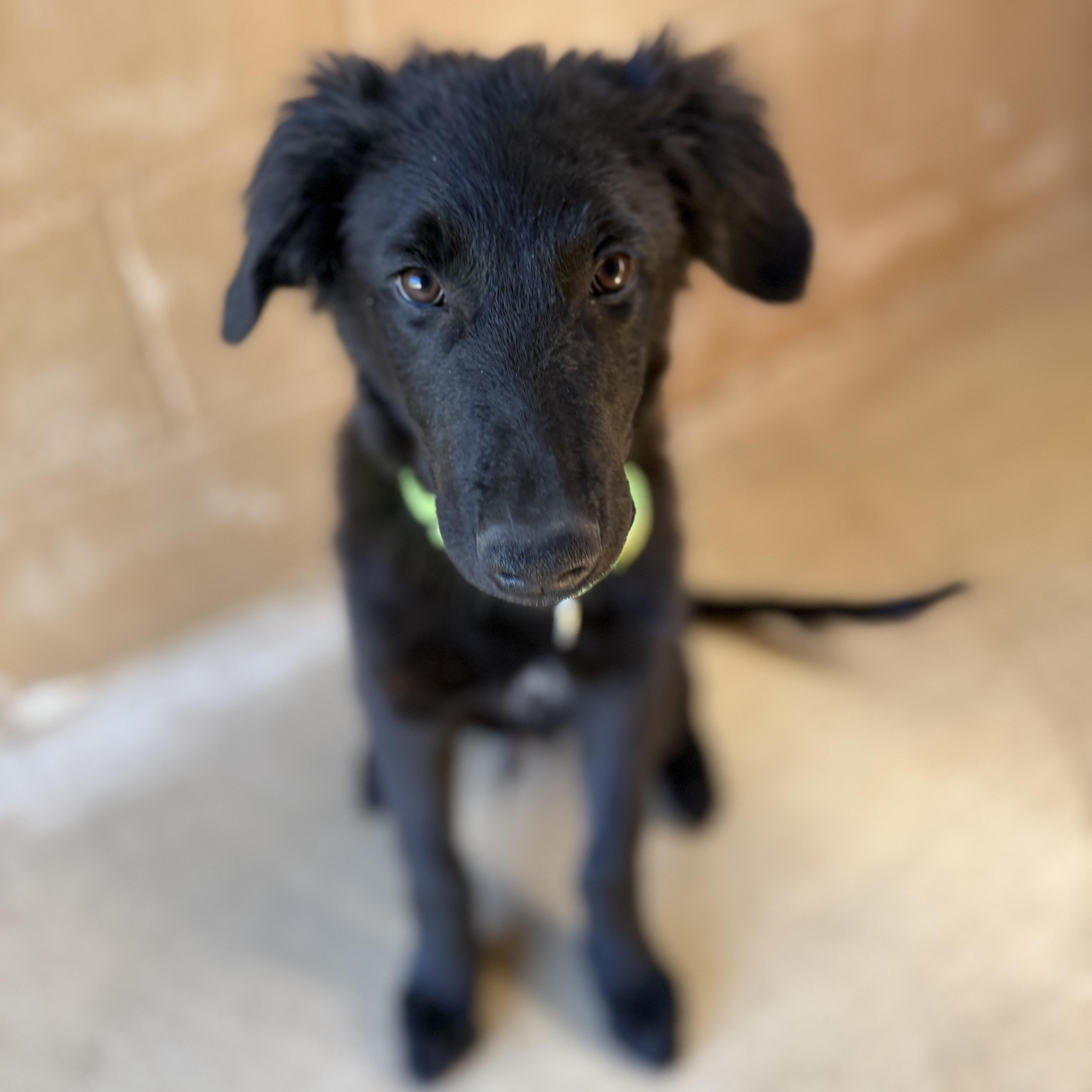 A baby medium-sized male Black Shepherd dog named Dex for adoption in Bulverde, TX