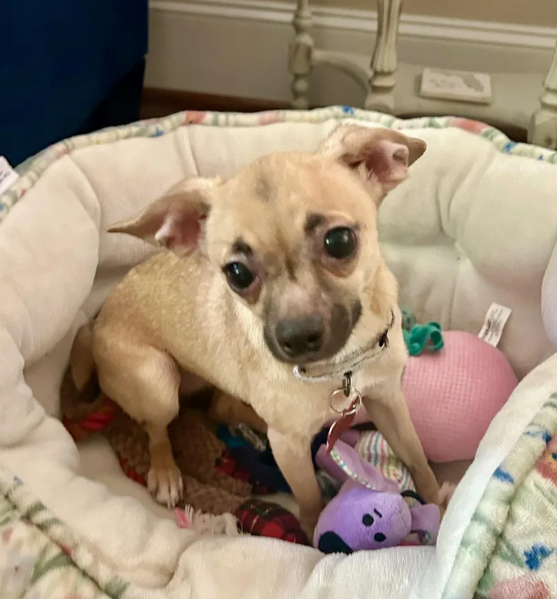 A young small-sized female Chihuahua dog named Oakley for adoption in Pittsboro, NC