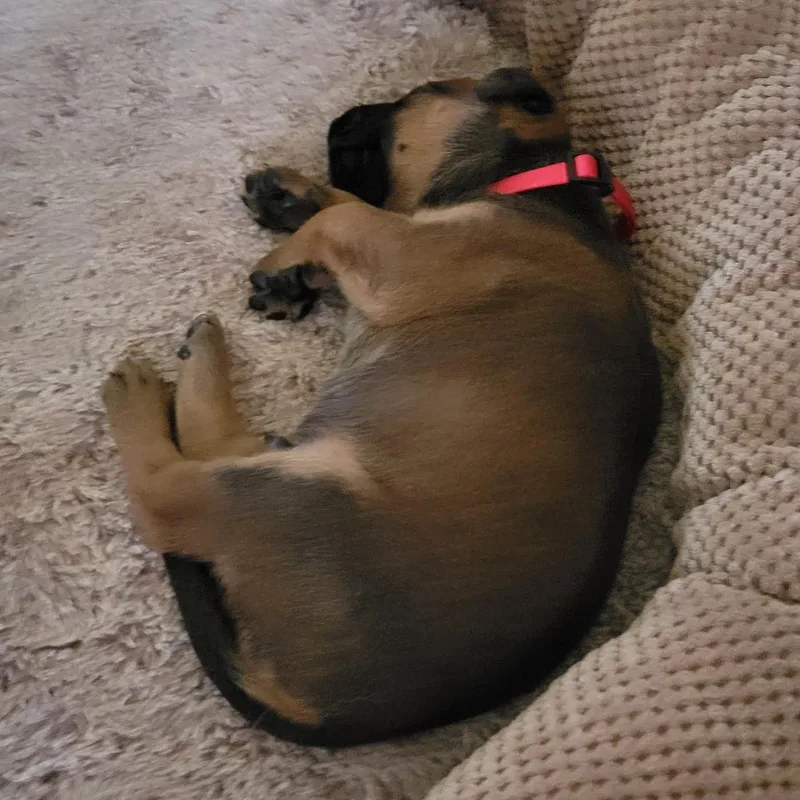 A baby small-sized female Brown / Chocolate Labrador Retriever dog named Bryn for adoption in Austin, TX