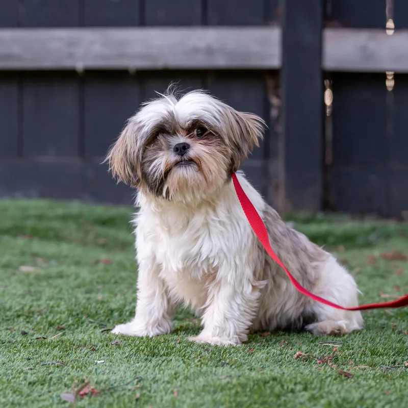 Sugar Plum thumbnail 3