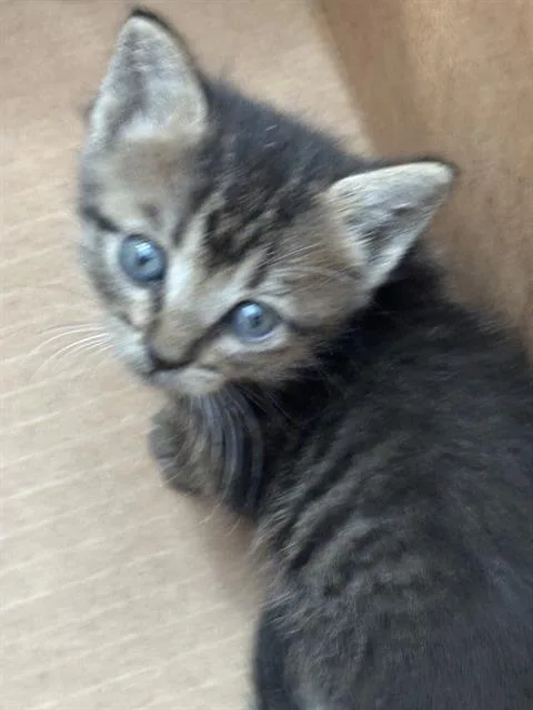 A baby medium-sized female Domestic Short Hair cat named Lola for adoption in Dallas, TX