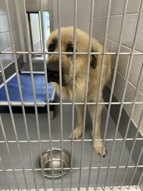 A young large-sized male Anatolian Shepherd dog named Toby for adoption in Ocala, FL