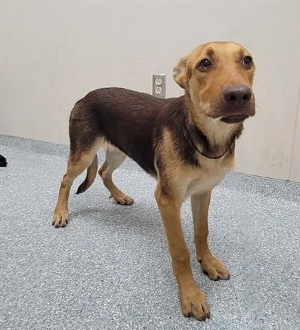 A young medium-sized female German Shepherd Dog dog named Trooper for adoption in Garland, TX
