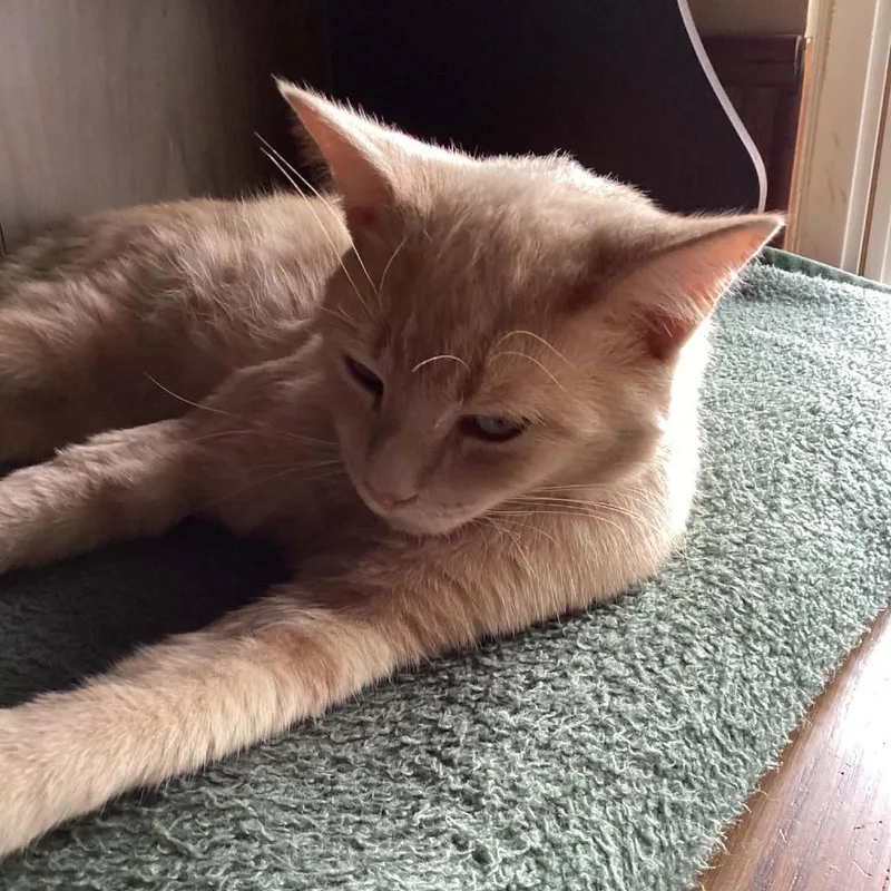 A young small-sized male Buff / Tan / Fawn Domestic Short Hair cat named Petee for adoption in Monroe, MI