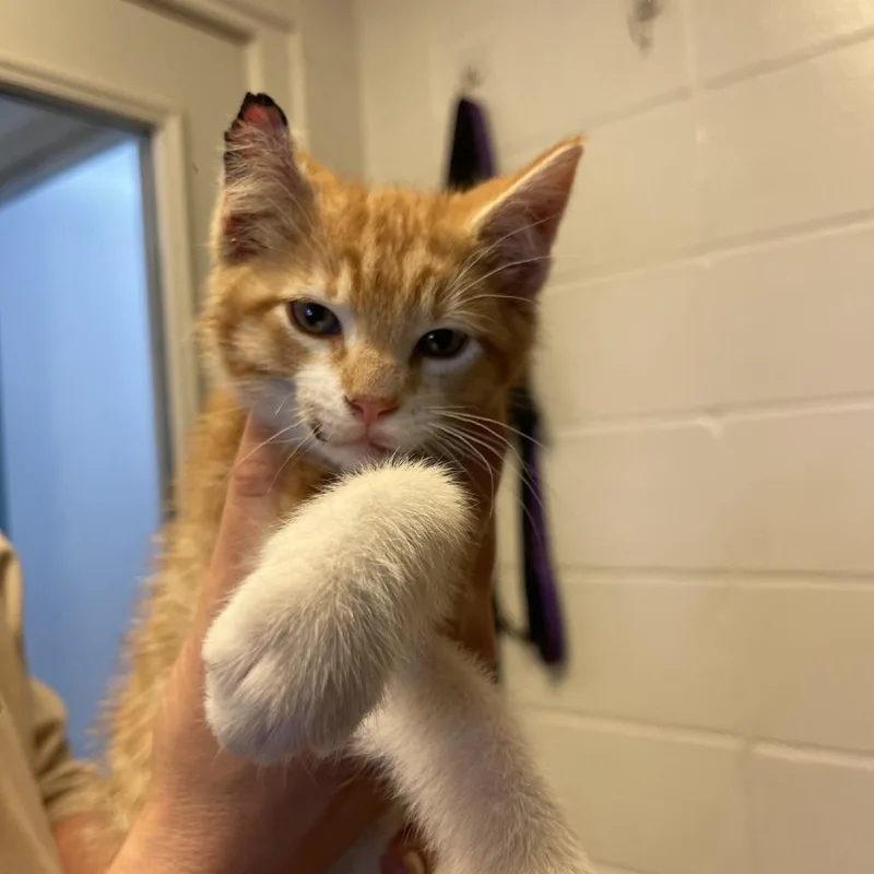 A baby small-sized male Orange / Red Domestic Short Hair cat named Pepperoni for adoption in Albert Lea, MN
