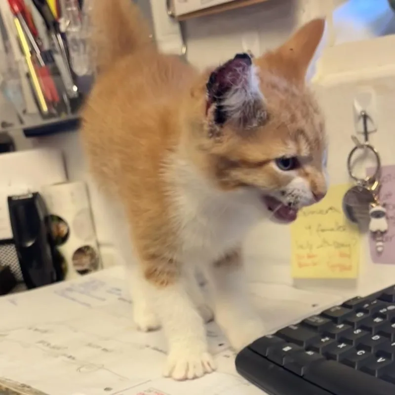 Pepperoni thumbnail 3