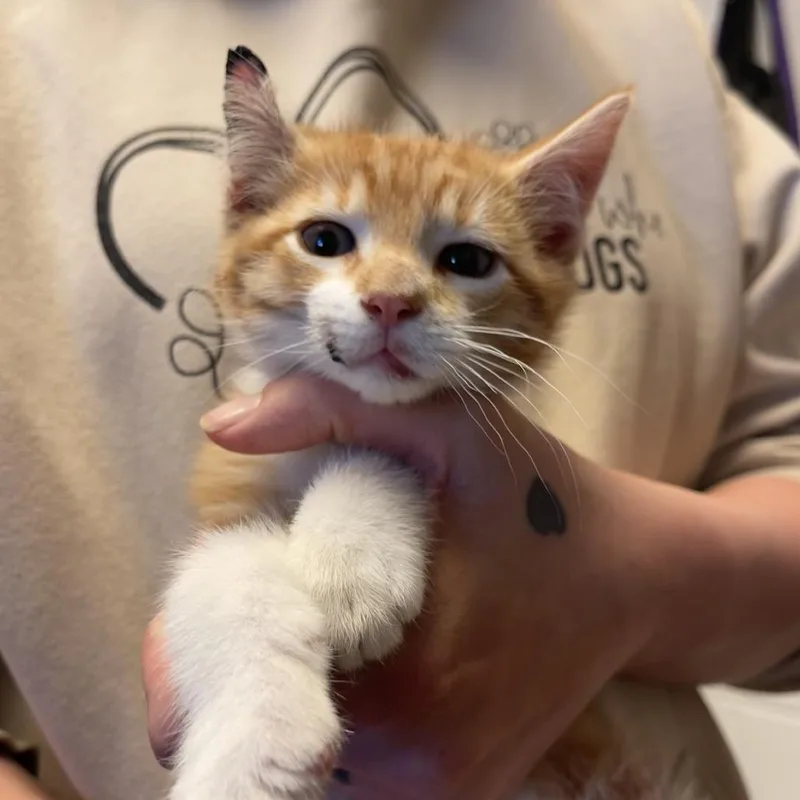 Pepperoni thumbnail 5