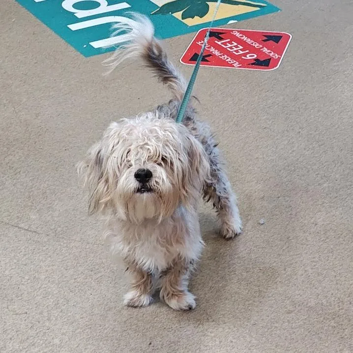 An adult small-sized male White / Cream Maltese dog named IEPAStray for adoption in Upland, CA