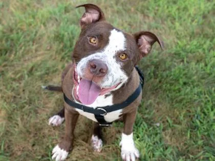 An adult large-sized male Pit Bull Terrier dog named Bruce for adoption in Coon Rapids, MN