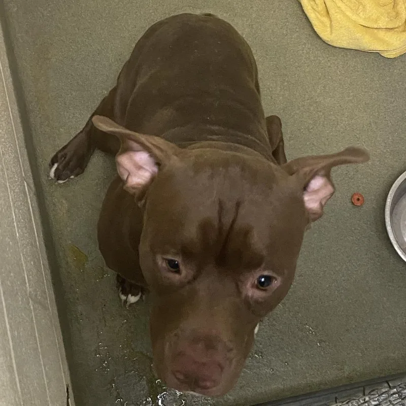 An adult large-sized male Brown / Chocolate Pit Bull Terrier dog named 71960 for adoption in Harrisonburg, VA