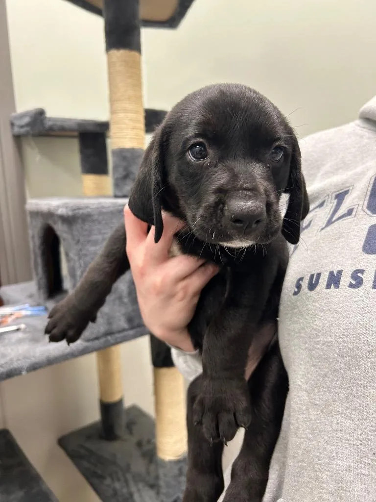 A baby small-sized male Labrador Retriever dog named Benji for adoption in Gautier, MS