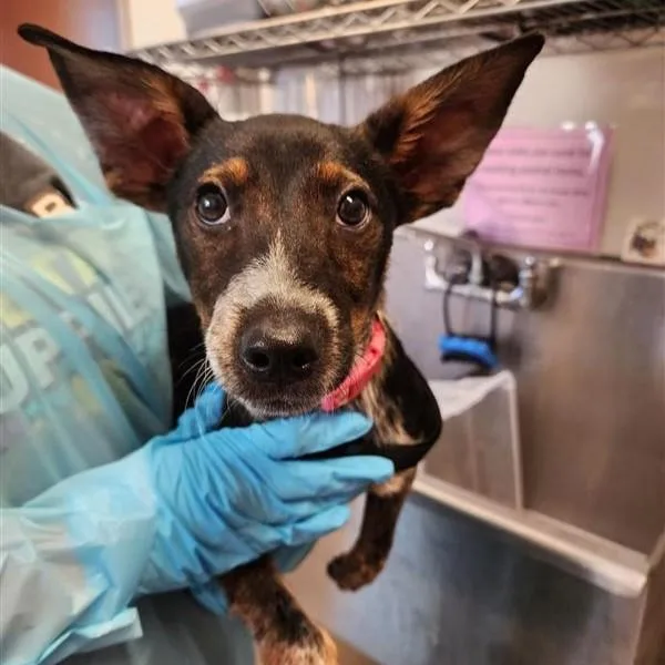 A baby medium-sized female Australian Cattle Dog / Blue Heeler dog named Bingo for adoption in San Antonio, TX
