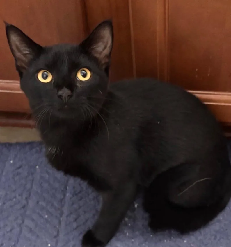 A baby medium-sized female Black Domestic Short Hair cat named Sierra Mist for adoption in Columbia, SC