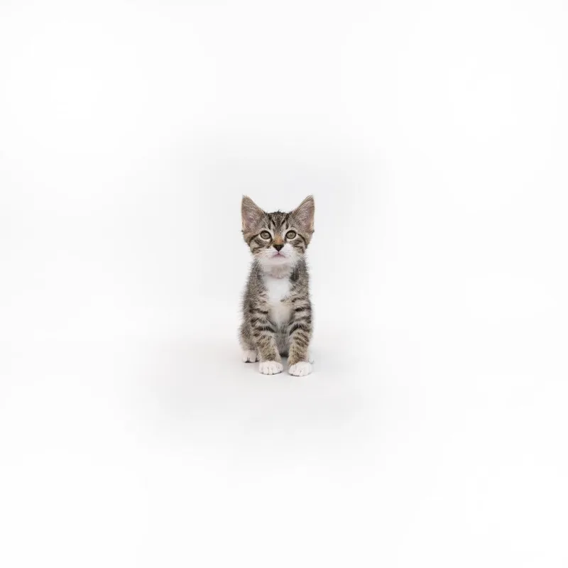 A baby small-sized male Gray / Blue / Silver Domestic Short Hair cat named Sheldon for adoption in Playa Vista, CA