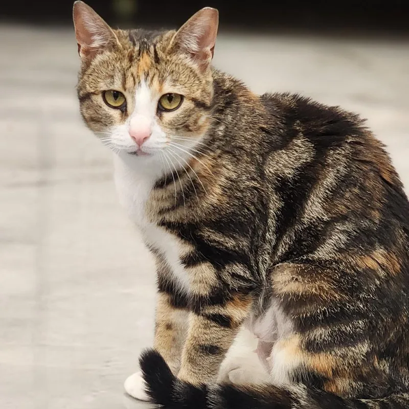 An adult medium-sized female Brown / Chocolate Domestic Short Hair cat named Sophia for adoption in Kennett Square, PA
