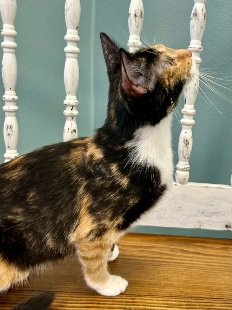 A young medium-sized female Calico Domestic Short Hair cat named Marigold for adoption in Decatur, IL