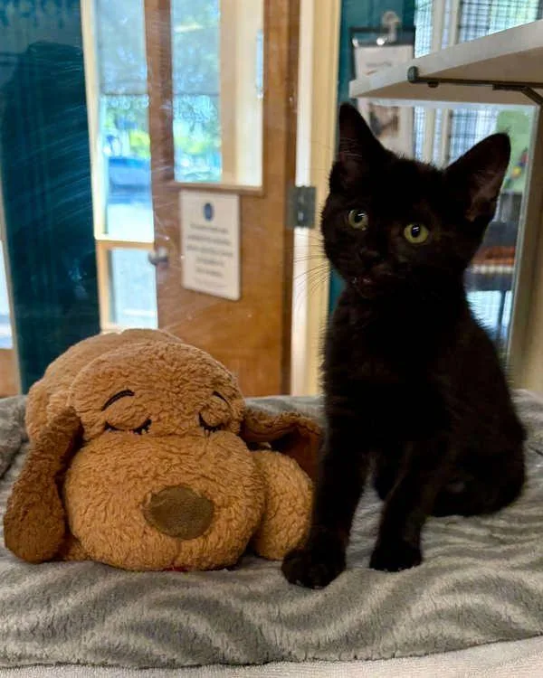A baby small-sized female Domestic Short Hair cat named Clara for adoption in Novato, CA