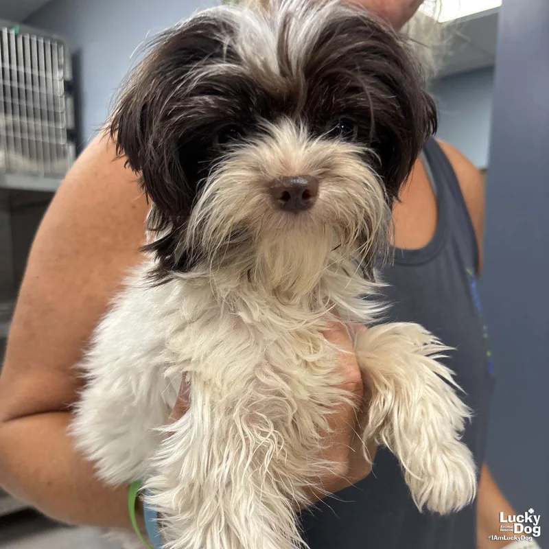 A young small-sized male Shih Tzu dog named Elvin for adoption in Washington, DC