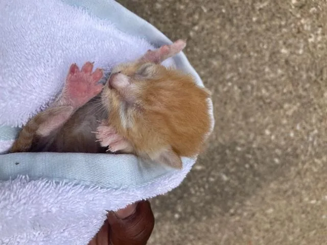 A baby small-sized male Domestic Short Hair cat named Levi for adoption in Dallas, TX