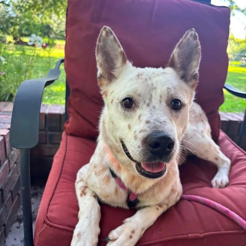 An adult medium-sized male Red / Chestnut / Orange Cattle Dog dog named Tonka for adoption in Overland Park, KS
