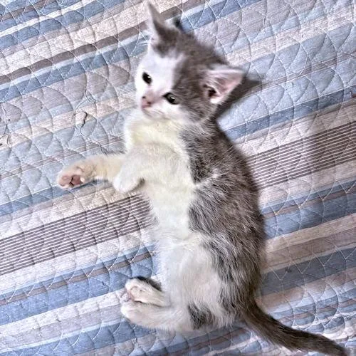 Tootsie
