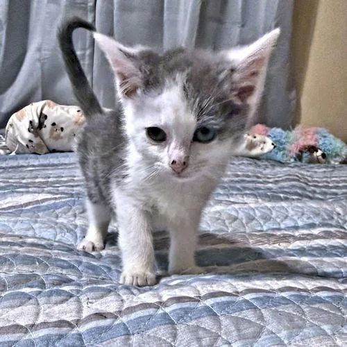 Tootsie thumbnail 2