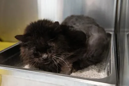 An adult medium-sized male Domestic Long Hair cat named Tchotchke for adoption in Ringoes, NJ