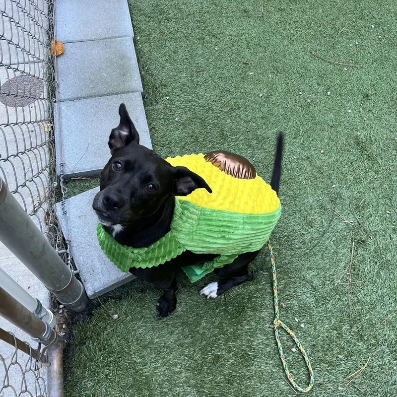 An adult medium-sized female Black Dachshund dog named Ms. Molly for adoption in Salisbury, NC