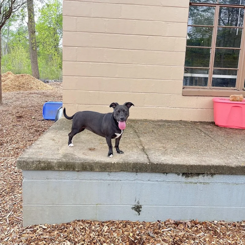 Ms. Molly thumbnail 2