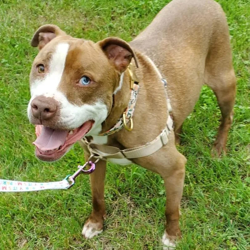 A senior medium-sized female Brown / Chocolate Pit Bull Terrier dog named Brigney for adoption in Medford, NJ