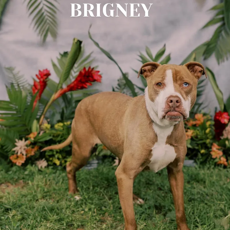 Brigney thumbnail 5