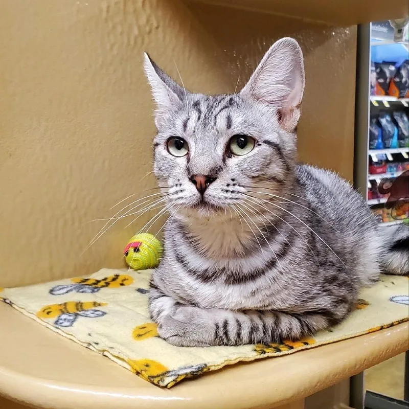 A young small-sized male Gray / Blue / Silver Ragdoll cat named Pogo for adoption in Hemet, CA