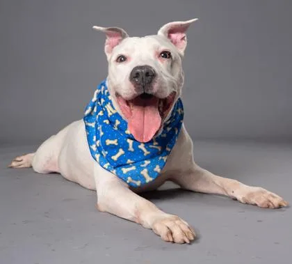An adult medium-sized male Pit Bull Terrier dog named Elijah for adoption in Atlanta, GA