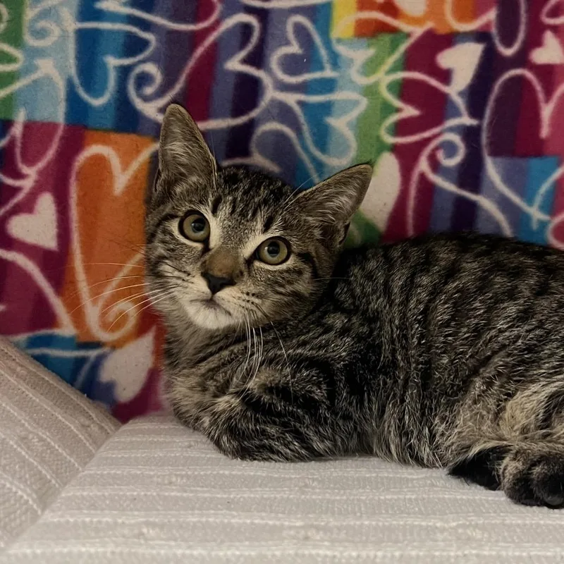 A baby small-sized male Brown / Chocolate Domestic Short Hair cat named James for adoption in Naples, FL