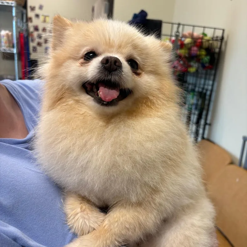 An adult small-sized male Pomeranian dog named Gavin for adoption in League City, TX
