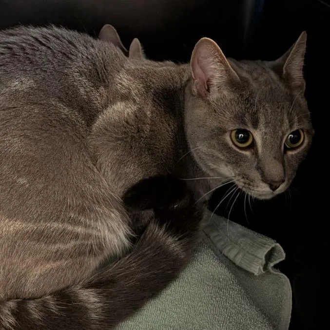 A young medium-sized male Gray / Blue / Silver Domestic Short Hair cat named Amaru for adoption in Fairport, NY