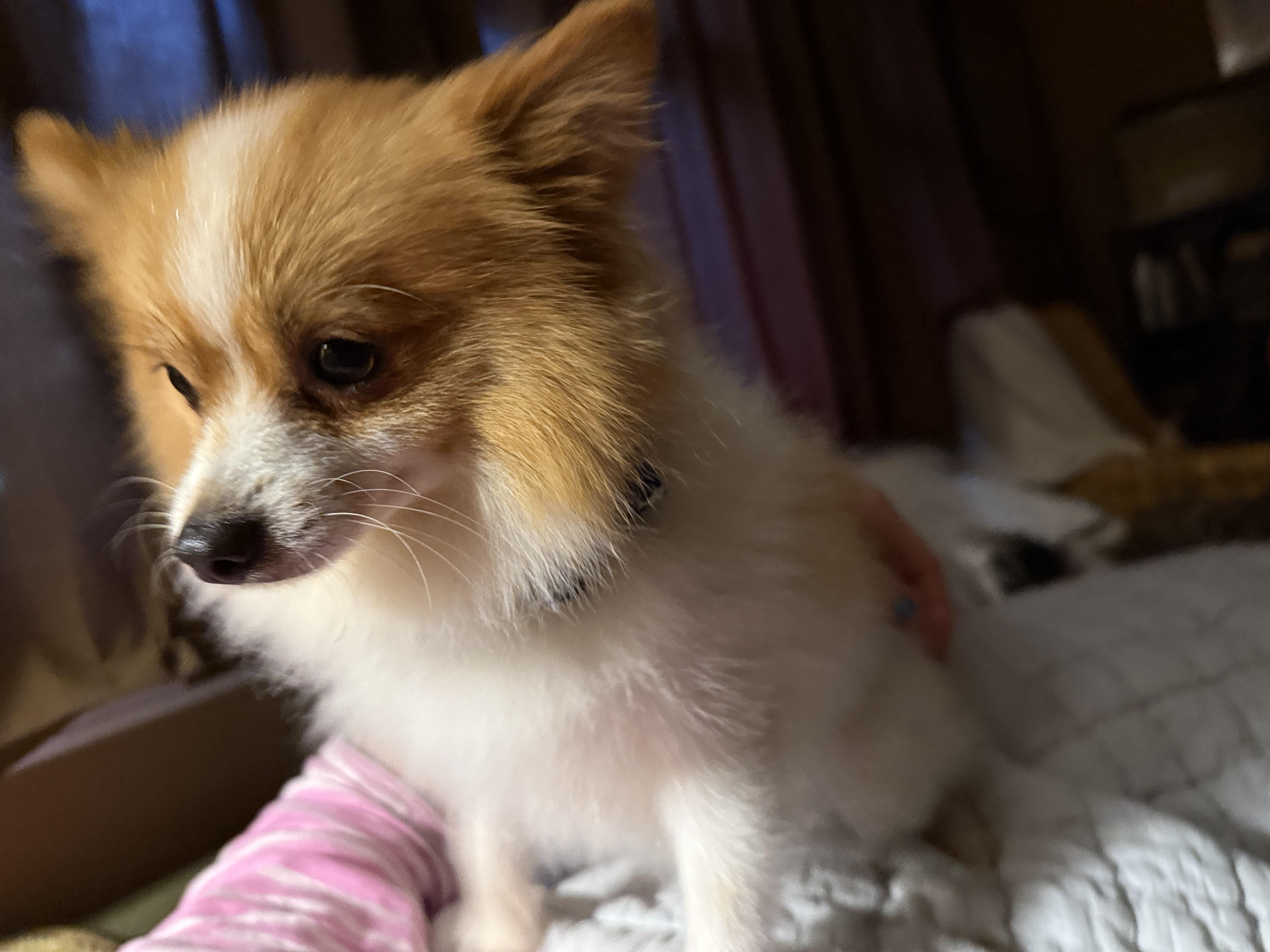 Milo thumbnail 3