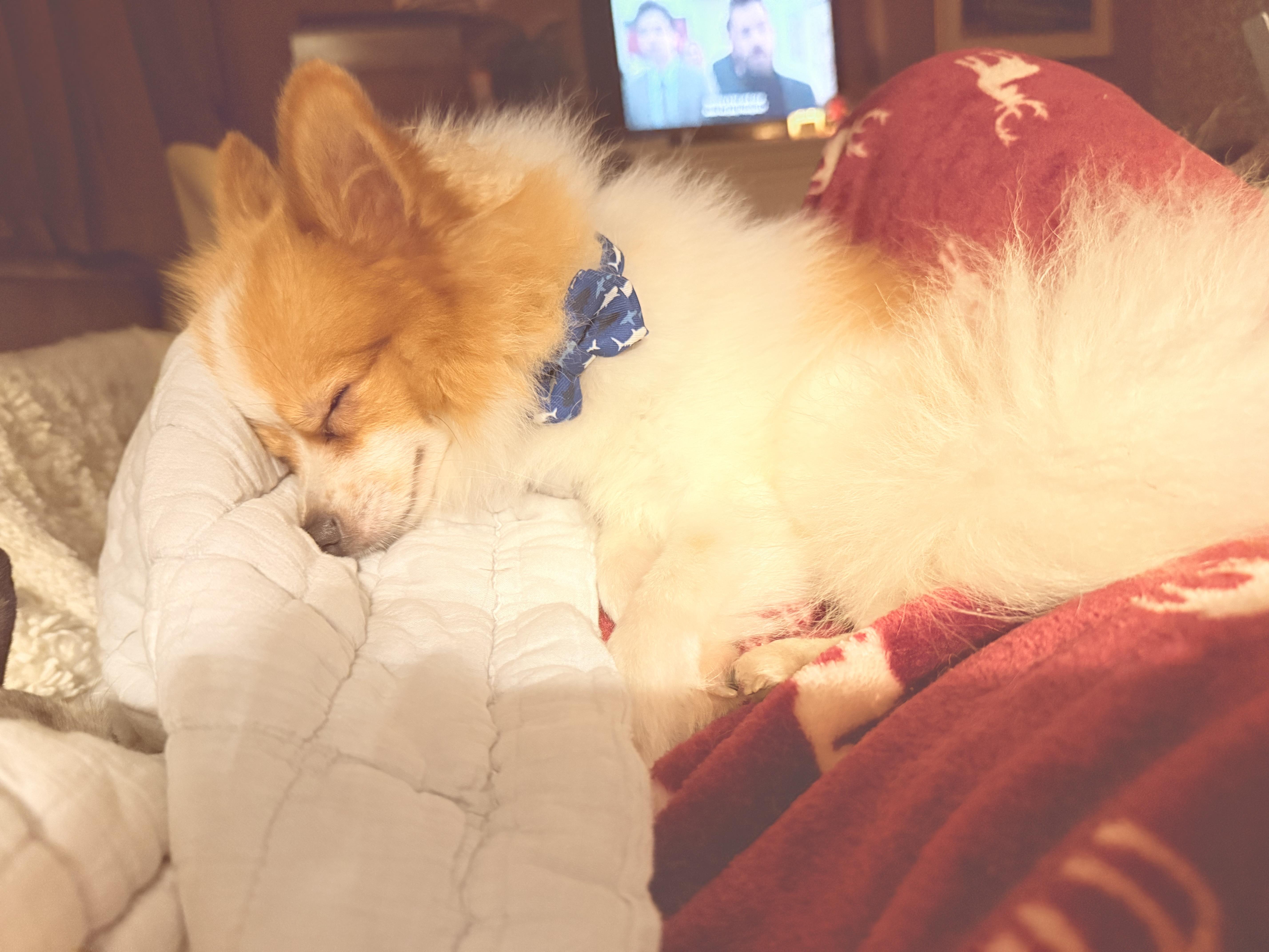 Milo thumbnail 5