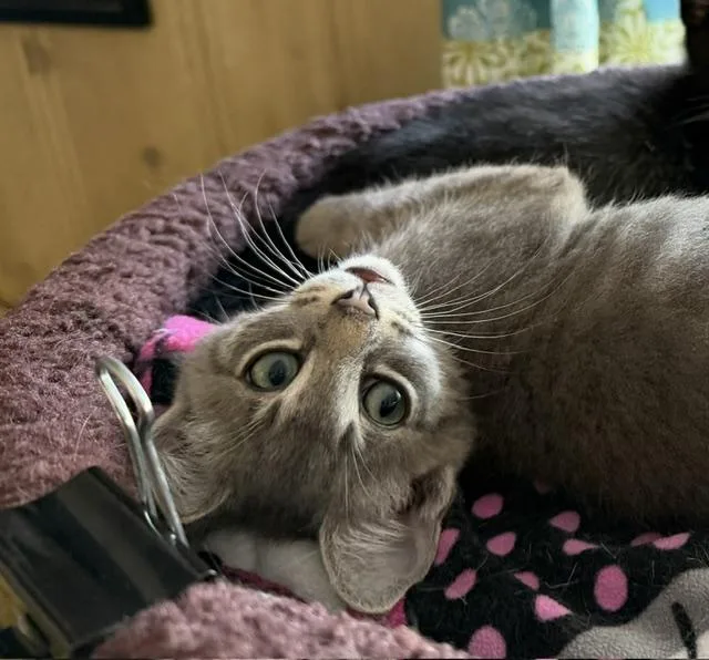 A young medium-sized male Tabby (Gray / Blue / Silver) Domestic Short Hair cat named Leo for adoption in Baltimore, MD