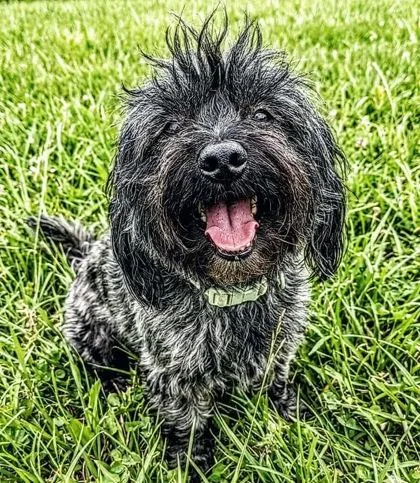 An adult small-sized male Lhasa Apso dog named Brave for adoption in Morton Grove, IL