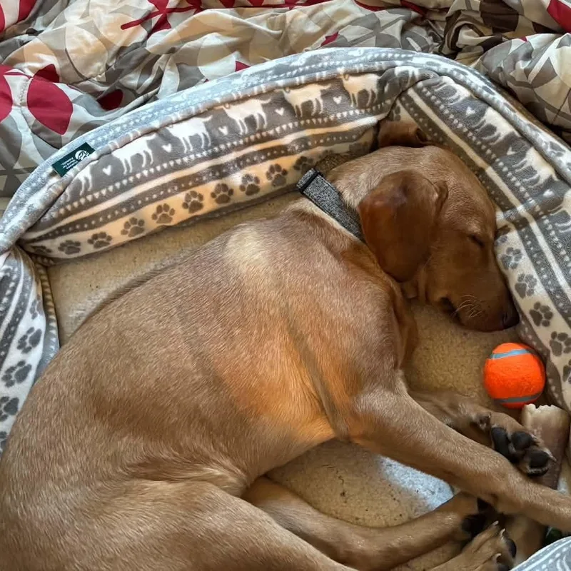 A young large-sized male Golden Labrador Retriever dog named Larry for adoption in Hilton, NY