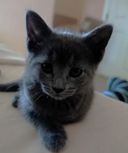 A young small-sized female Domestic Short Hair cat named Tallulah for adoption in Quakertown, PA