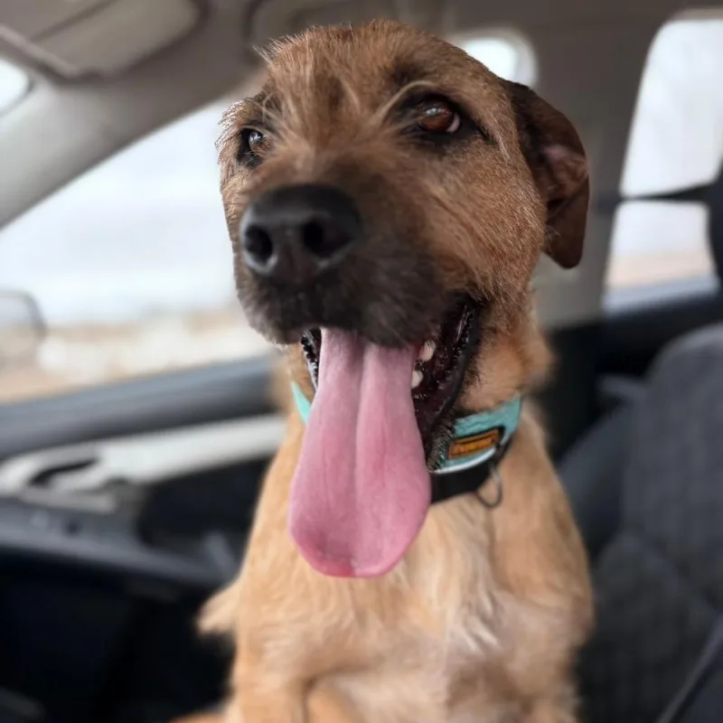 An adult medium-sized male Yellow / Tan / Blond / Fawn Border Terrier dog named Joe for adoption in Monticello, IA