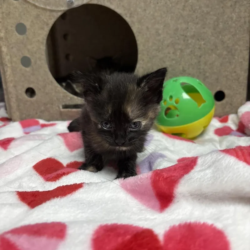 A baby small-sized female Domestic Short Hair cat named Starla for adoption in Galax, VA
