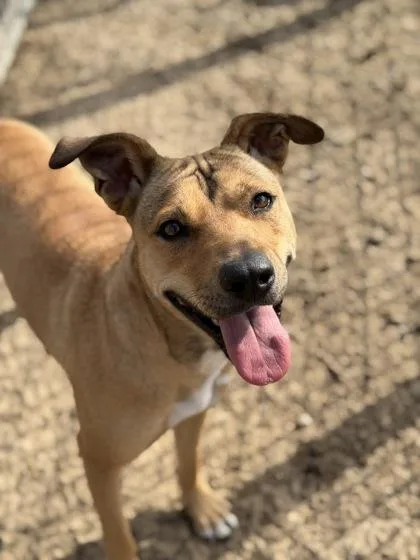 A young large-sized female Black Mouth Cur dog named Daisy Lou for adoption in Irving, TX