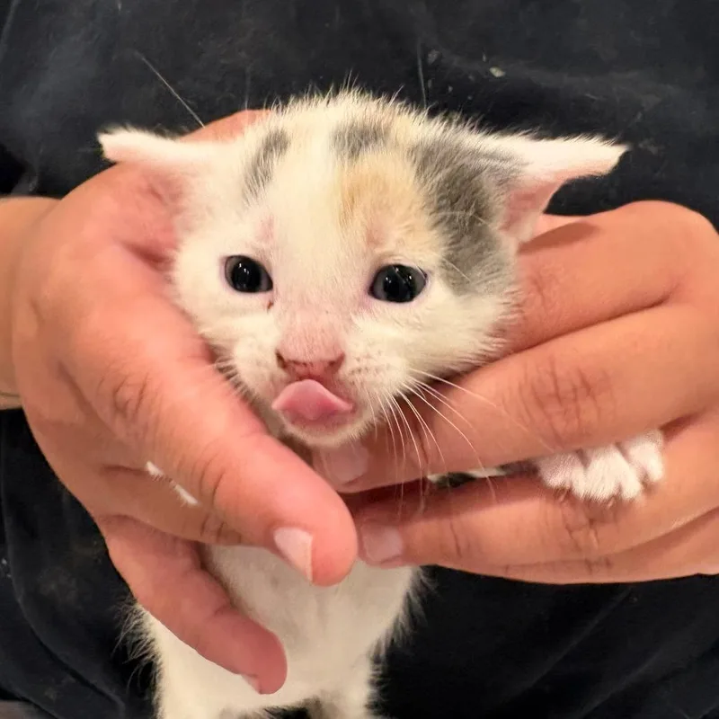 A baby small-sized female White Domestic Short Hair cat named Gemini for adoption in West Des Moines, IA