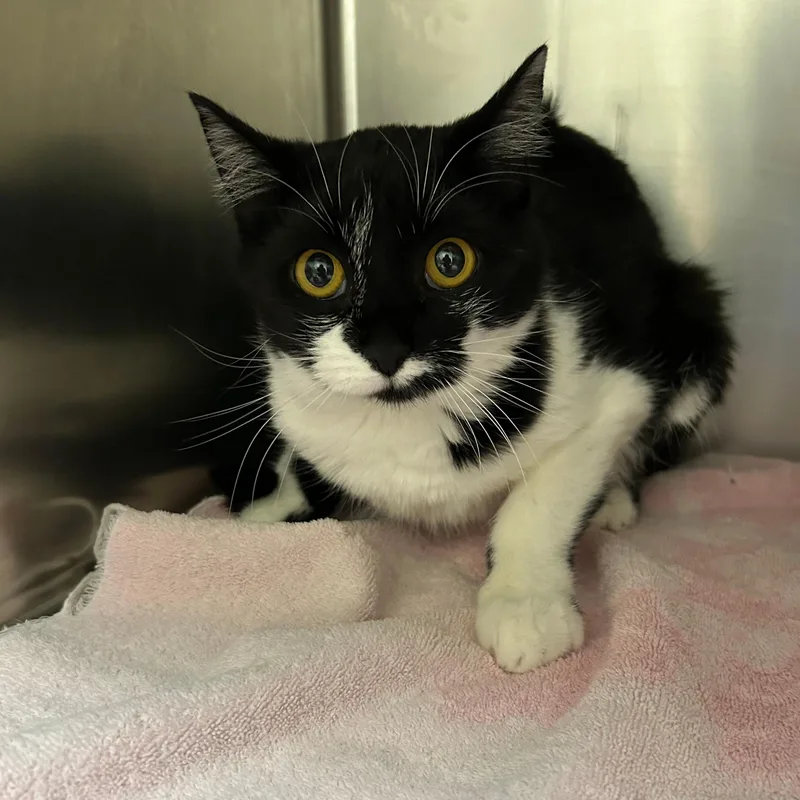 A young small-sized female Black & White / Tuxedo Domestic Short Hair cat named Pumpkin Spice for adoption in Lindon, UT