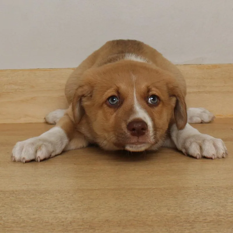 A baby medium-sized male Labrador Retriever dog named Turkey D for adoption in Minnetonka, MN