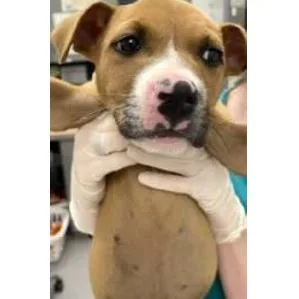 A baby small-sized female Yellow / Tan / Blond / Fawn Mixed Breed dog named Roxanne for adoption in Newark, DE
