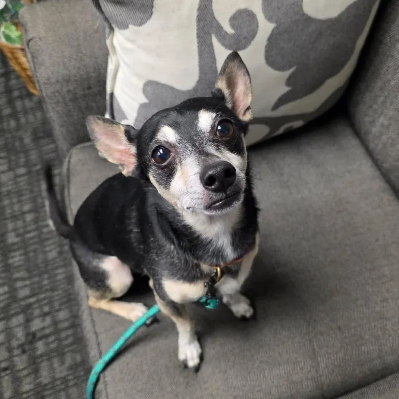 A senior small-sized male Black Chihuahua dog named Ollie for adoption in Beulaville, NC